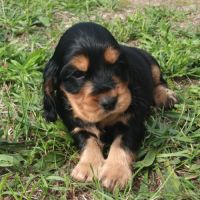 Cocker anglais lof #2