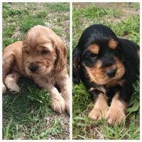 Cocker anglais lof #0