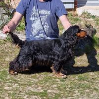 Cocker anglais lof #4