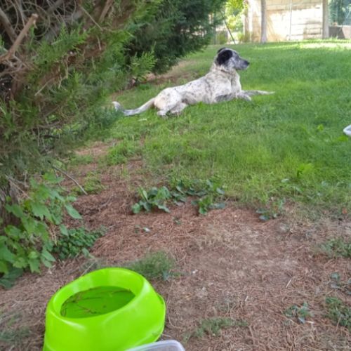 À adopter : yala  une belle perle rare espagnole ! #1