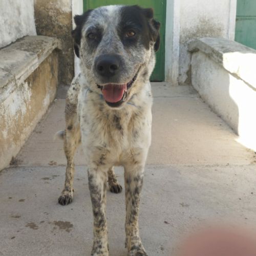 À adopter : yala  une belle perle rare espagnole ! #3