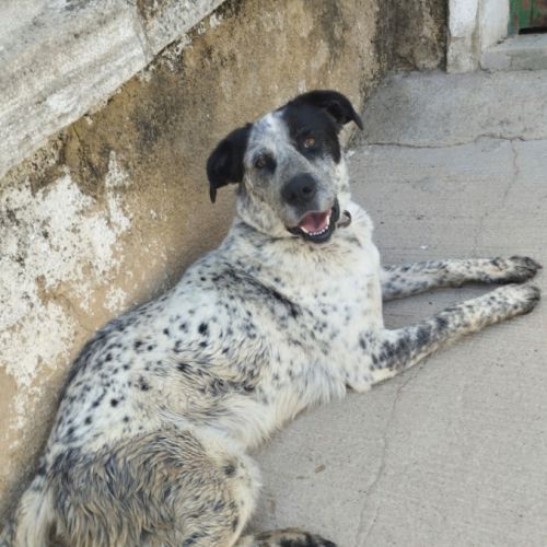 À adopter : yala  une belle perle rare espagnole ! #4