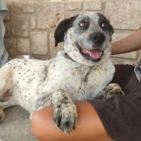 À adopter : yala  une belle perle rare espagnole !