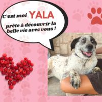 À adopter : yala  une belle perle rare espagnole ! #5