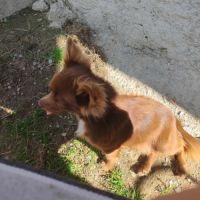 Magnifique chihuahua chocolat