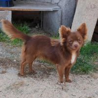 Magnifique chihuahua chocolat #2