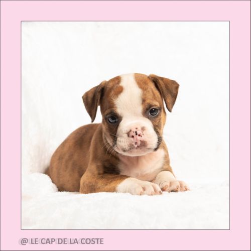 Chiots bulldogs continentaux #1