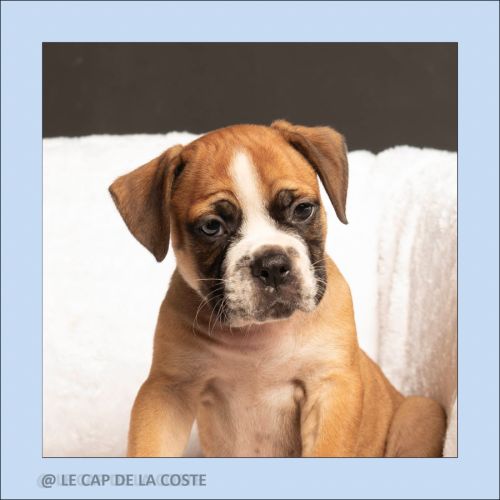 Chiots bulldogs continentaux #0