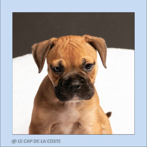 Chiots bulldogs continentaux #3