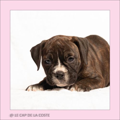 Chiots bulldogs continentaux #4