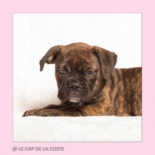 Chiots bulldogs continentaux #5