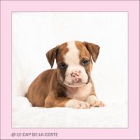 Chiots bulldogs continentaux #1