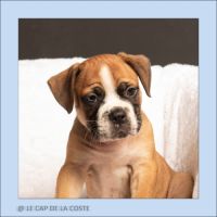 Chiots bulldogs continentaux