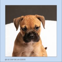 Chiots bulldogs continentaux #3