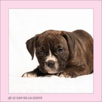 Chiots bulldogs continentaux #4