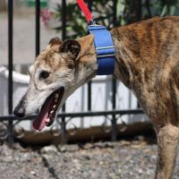 Lévrier espagnol doux et calme à adopter #2