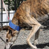 Lévrier espagnol doux et calme à adopter #5