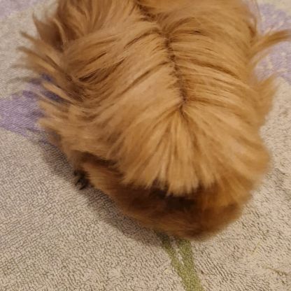 Magnifique femelle cochon d'inde #1