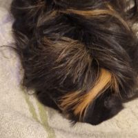 Magnifique femelle cochon d'inde #0