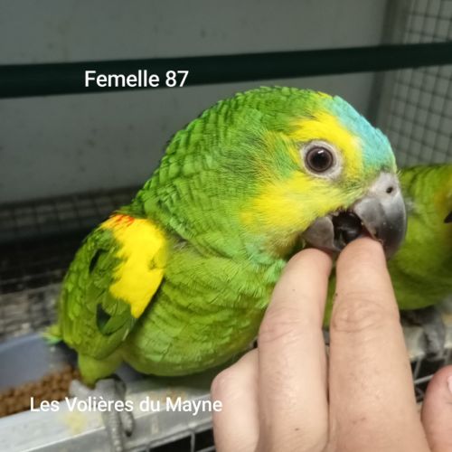 Jeunes perroquets amazones à front bleu 2025 #2