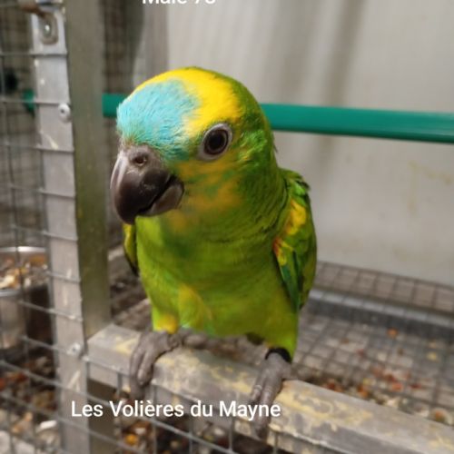 Jeunes perroquets amazones à front bleu 2025 #3