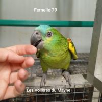 Jeunes perroquets amazones à front bleu 2025 #1