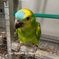 Jeunes perroquets amazones à front bleu 2025 #3