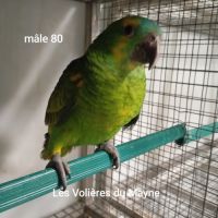 Jeunes perroquets amazones à front bleu 2025 #4