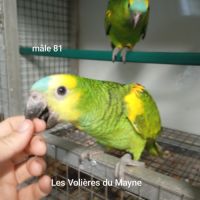 Jeunes perroquets amazones à front bleu 2025