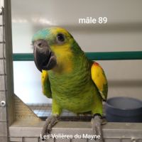 Jeunes perroquets amazones à front bleu 2025 #6