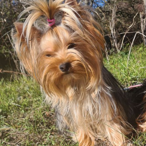 Femelle yorkshire lof #0