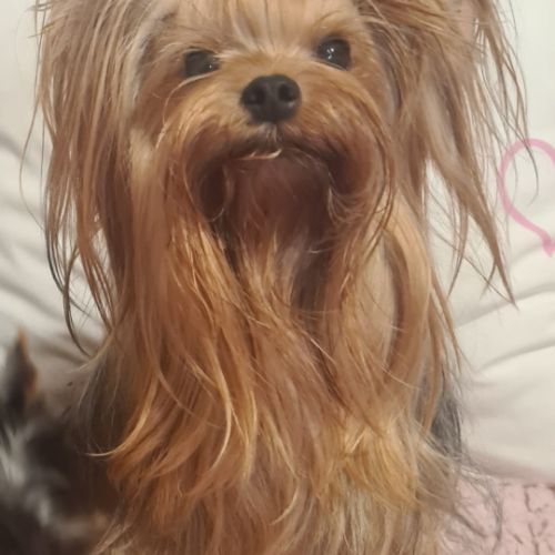 Femelle yorkshire #1