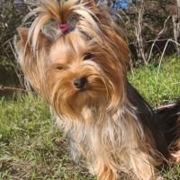 Femelle yorkshire lof