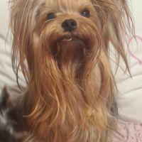 Femelle yorkshire #1