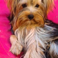 Femelle yorkshire #4