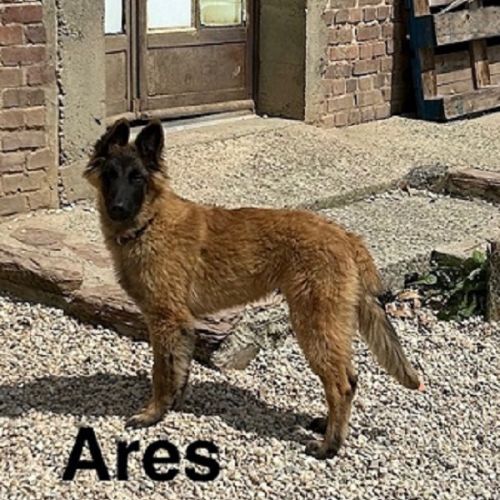 Chiots mâles berger belge tervueren lof #2