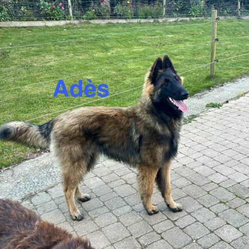 Chiots mâles berger belge tervueren lof #0