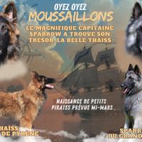 Chiots mâles berger belge tervueren lof #1