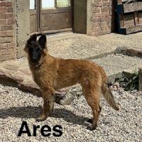 Chiots mâles berger belge tervueren lof #2