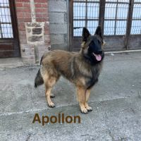 Chiots mâles berger belge tervueren lof #3