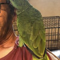 2 males amazone à front bleu eam