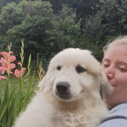 Chiots mâles chien de montagne des pyrénées lof #4