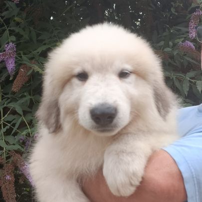 Chiots mâles chien de montagne des pyrénées lof #5