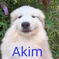 Chiots mâles chien de montagne des pyrénées lof #2