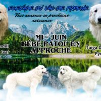 Chiots mâles chien de montagne des pyrénées lof #3