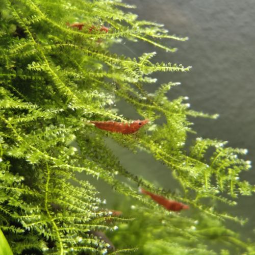 Crevette rouge sakura #1