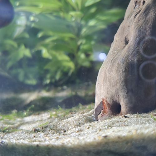 Crevette rouge sakura