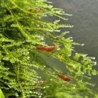 Crevette rouge sakura #1