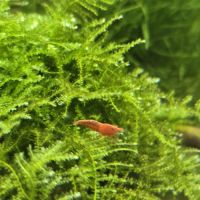 Crevette rouge sakura #3