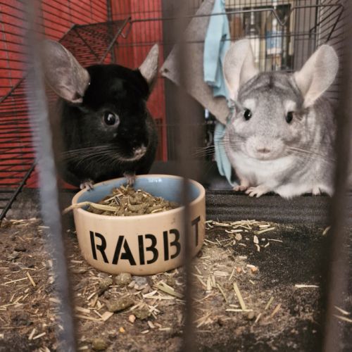 Duo chinchillas et cage #2